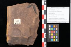 Foto (Objekt + Etikett) von Quercus palaeoilex Ettingshausen (NHMW-GEO-2024-0188-0875)
